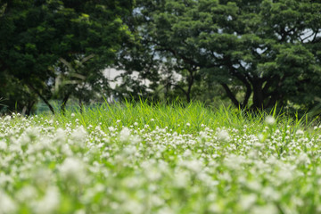 Green meadow background