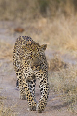 Leopard auf Beutezug
