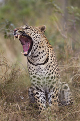 Leopard gähnt