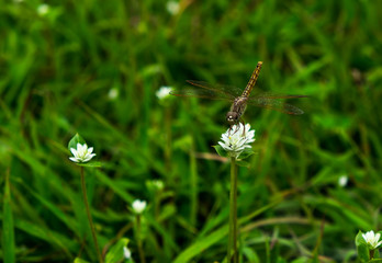 Dragonfly harvest sweet water on white flower