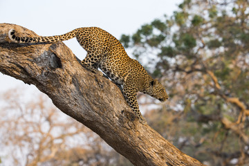 Fototapeta na wymiar Leopard auf der Jagd