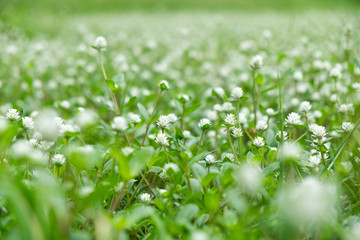 Many flowers among nature background