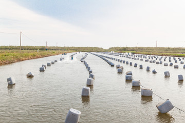 Aquacultural farm for oysters