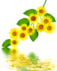 Obraz premium beautiful sunflower isolated on a white background