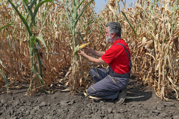 Naklejka na ściany i meble Agricultural scene, farmer or agronomist inspect corn field
