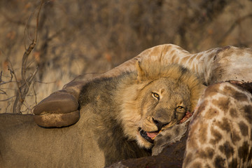 Löwenmännchen am Giraffenkadaver