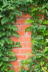 Campsis liana on a brick wall