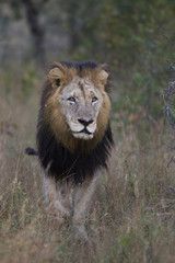 Löwenmännchen läuft durch das Gras