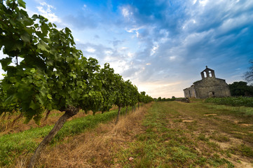Fototapeta na wymiar Vineyard and old church Sunrise - Landscape - Bordeaux Vineyard