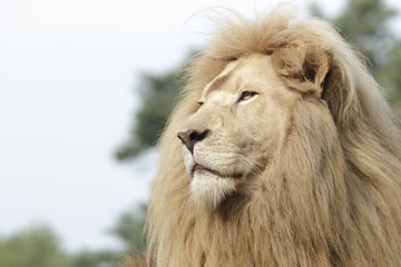 Weißes Löwenmännchen Porträt