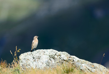 Passeriforme in alta montagna