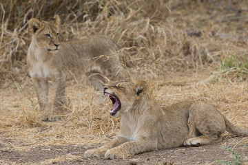 Fototapeta na wymiar Junger Löwe gähnt