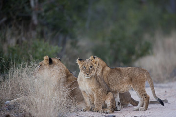 Fototapeta na wymiar Junge Löwen spielen mit der Mutter