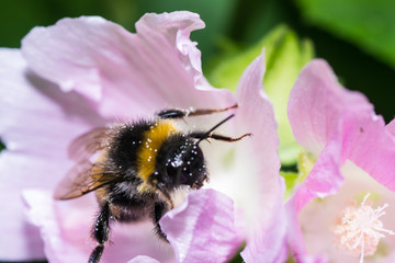 bumblebee