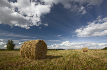 Rolls of hay in a field with forest and trailing clouds

