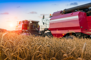 Fototapeta premium Photo of combine harvesting wheat with selective focus during su