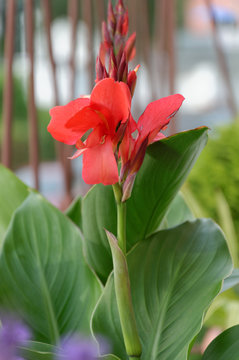Indisches Blumenrohr (Canna indica)