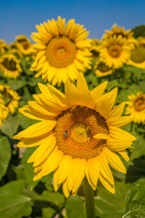 Obraz premium riesige Sonnenblumen im Kontrast zum strahlend blauen Himmel