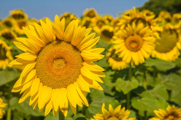 riesige Sonnenblumen im Kontrast zum strahlend blauen Himmel