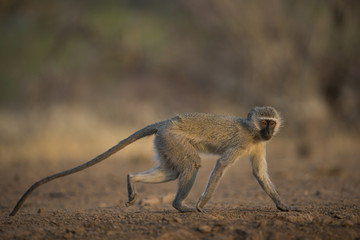 Grüne Meerkatze springt davon