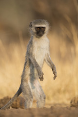 Grüne Meerkatze steht auf den Hinterbeinen