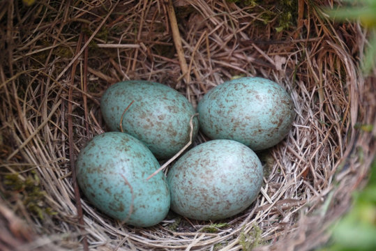 4 Amseleier werden ausgebr&uuml;tet