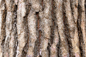tree bark