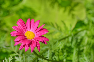 Obraz premium Розовая ромашка Пиретрум.