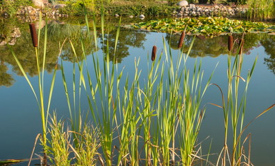 Summer landscape with reeds and marsh