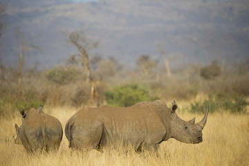 Obraz premium Breitmaulnashorn mit Jungtier