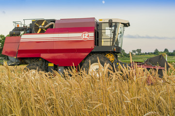 Fototapeta premium Combine harvesting wheat with selective focus