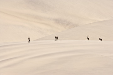Oryxantilopen durchqueren die Wüste