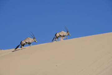 Oryxantilopen erklimmen eine Sanddüne