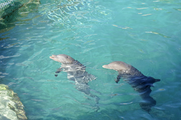 Dolphins in water.