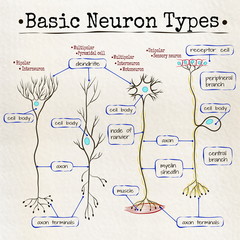 basic types of neurons