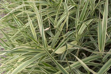 Green thin green and white streak leaves background
