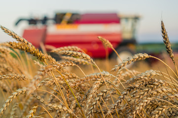Fototapeta na wymiar Combine harvesting wheat with selective focus on rye