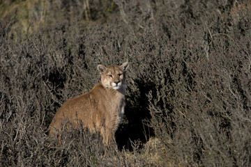 Puma beobachtet Beute