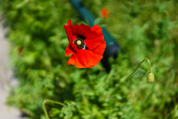 Fototapete bei efototapeten.de bestellen   
