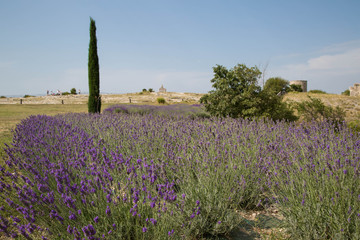 Fototapeta na wymiar wunderschön gleichmäßiges Lavendelfeld