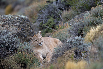Puma liegt zwischen den Felsen