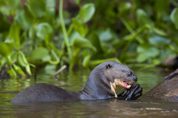 Riesenotter frisst einen Fisch