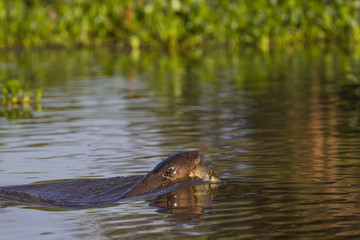 Riesenotter schwimmt mit Fisch