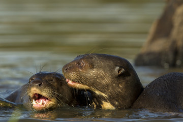 Riesenotter beim Spielen