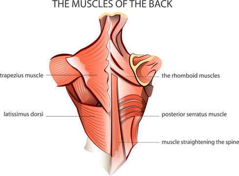 muscules of the back