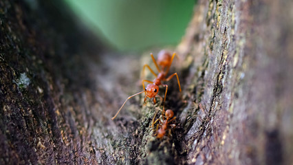 close-up face of ant on the trees