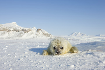 Junge Ringelrobbe liegt auf dem Packeis © aussieanouk