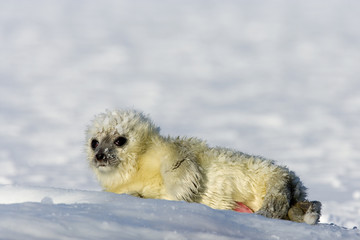 Junge Ringelrobbe liegt auf dem Packeis