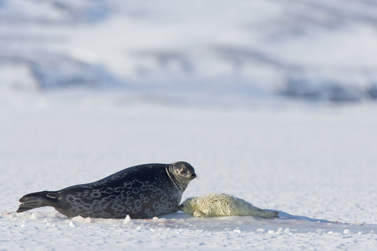 Ringelrobbe mit Robbenbaby