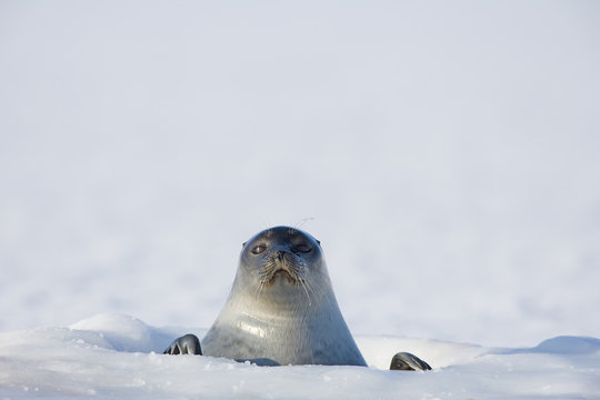 Ringelrobbe am Atemloch